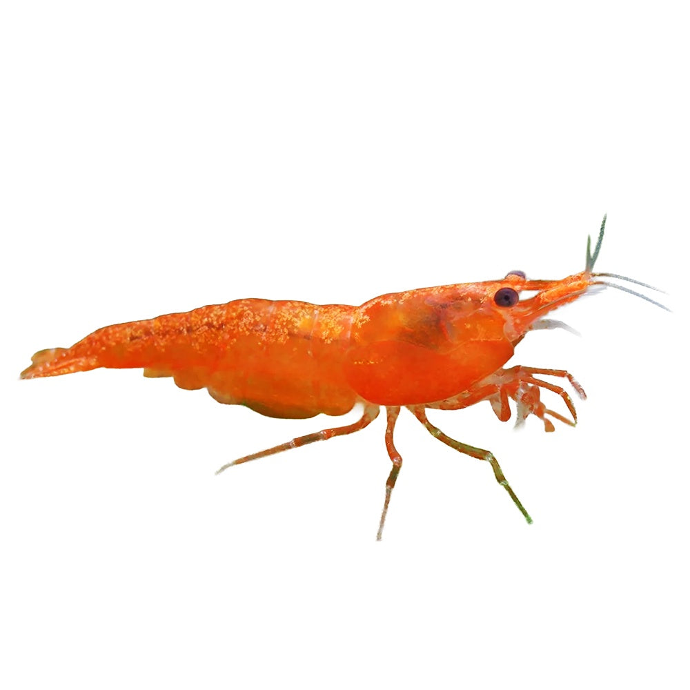 Shrimp Orange Sunkist