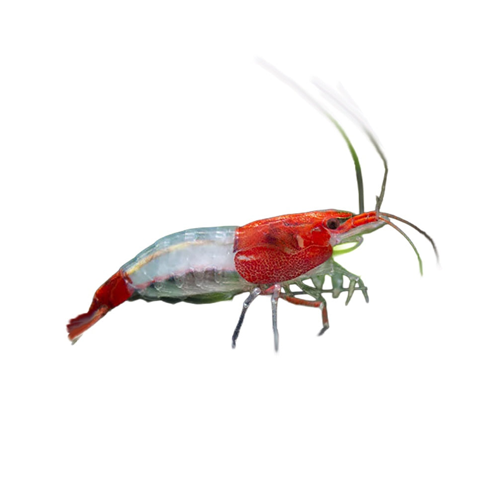 Shrimp Red Rili