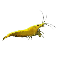 Shrimp Yellow Cherry