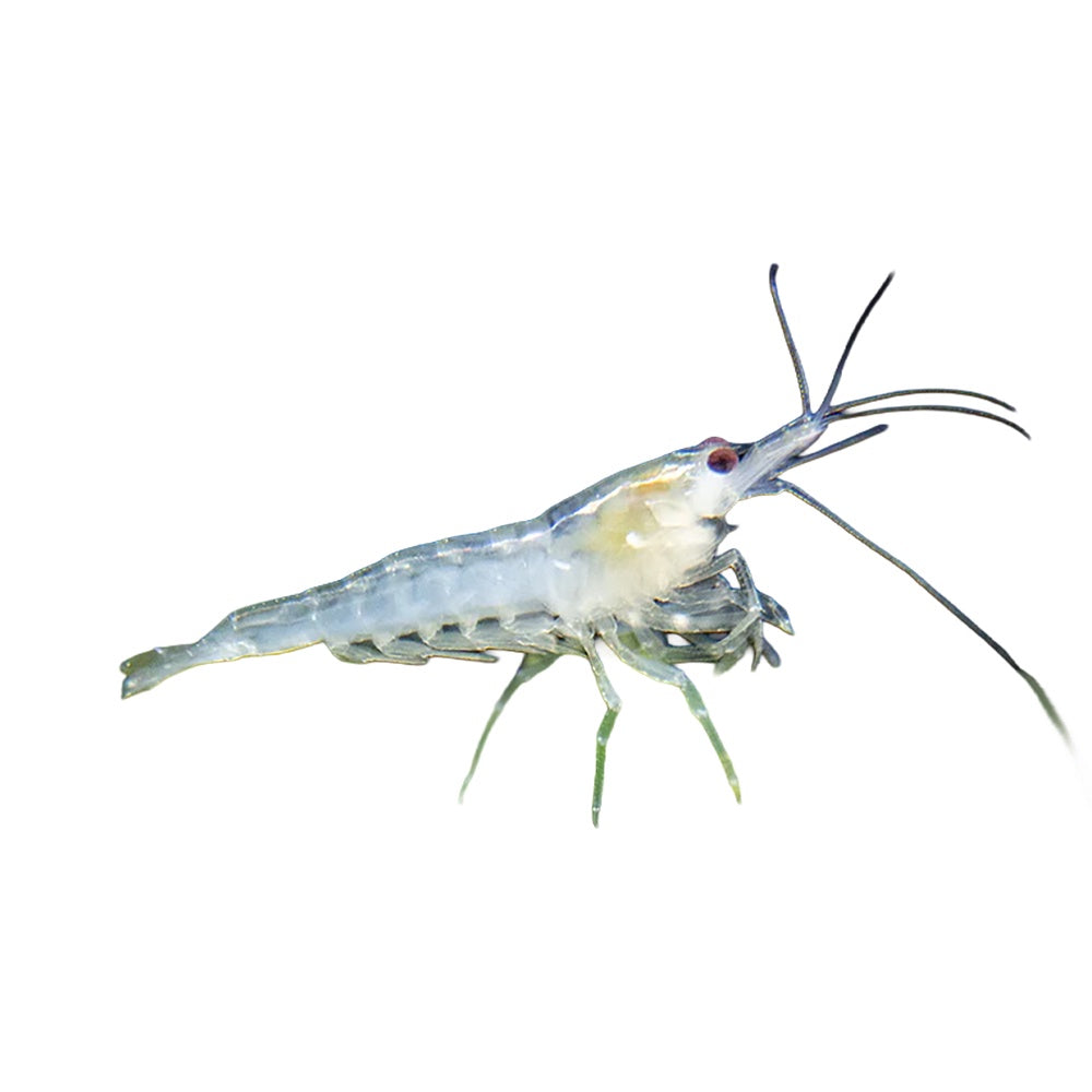 Shrimp Snowball