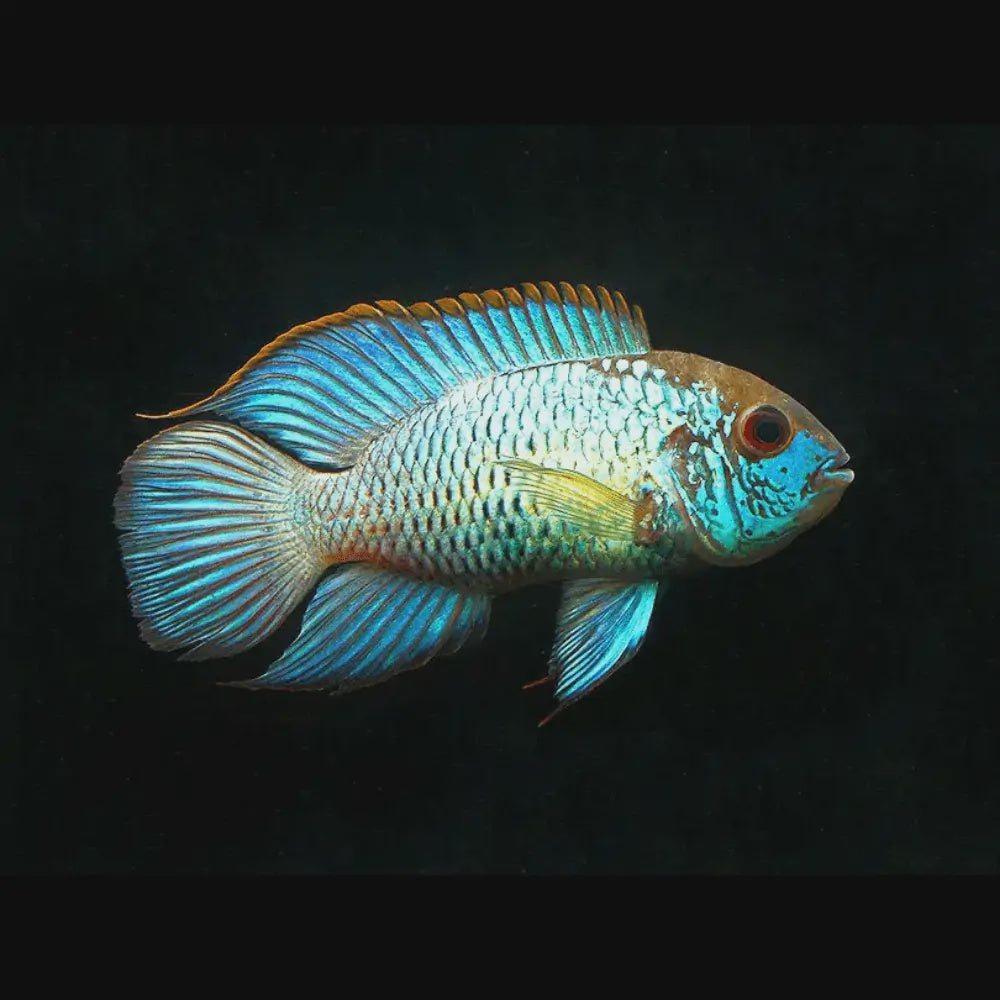 Cichlid Neon Blue Acara (Andinoacara Pulcher)