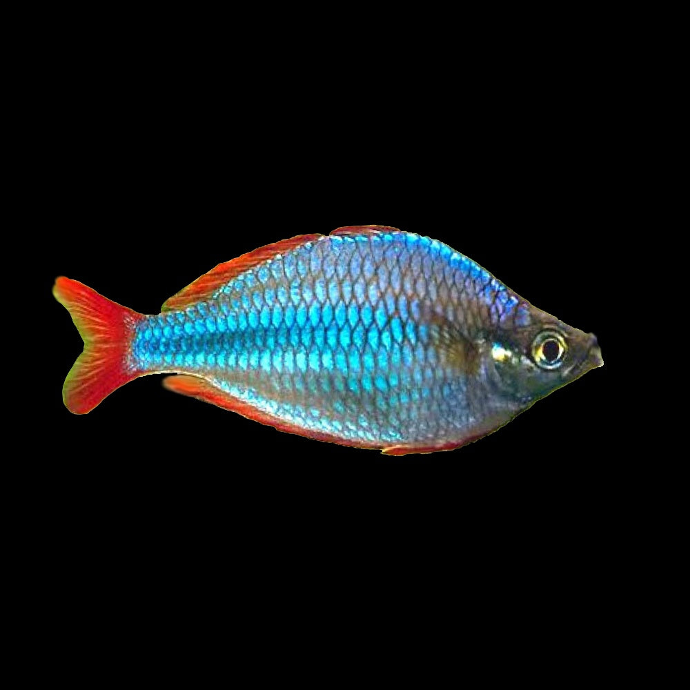 Rainbow Fish Neon (Melanotaenia Praecox)