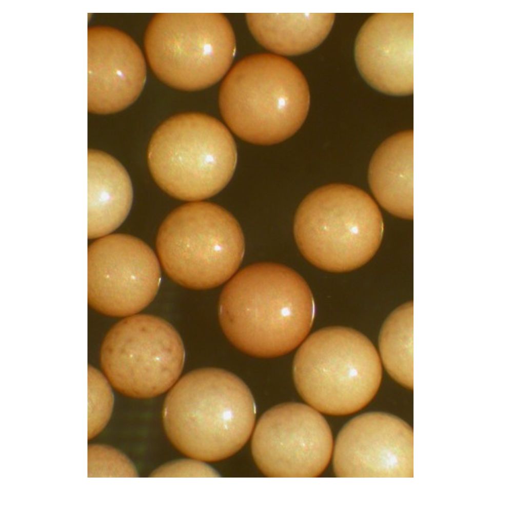 Ocean Nutrition Brine Shrimp Egg 50g Detail