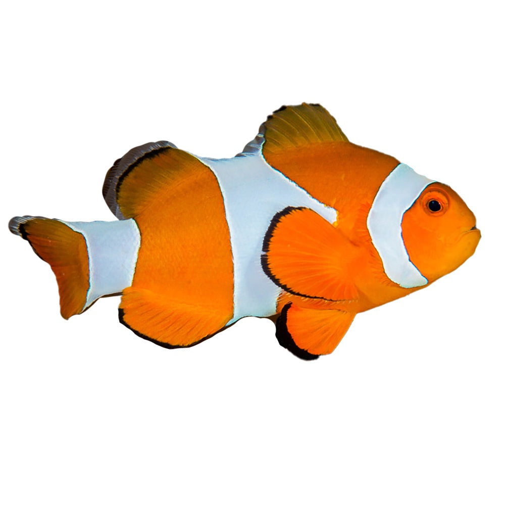 Ocellaris Clownfish Tank Bred (Amphiprion Ocellaris)