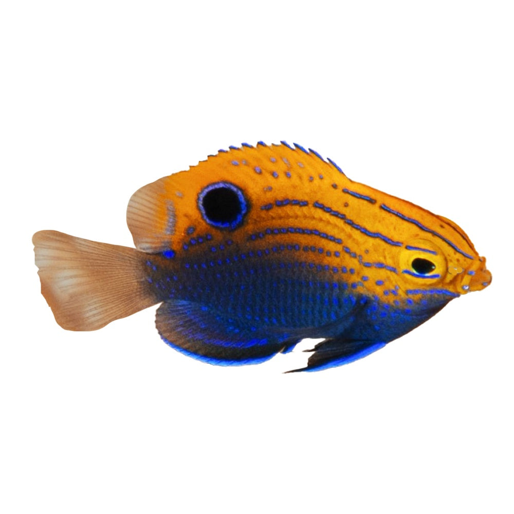 Ocellate Damselfish (Pomacentrus vaiuli)