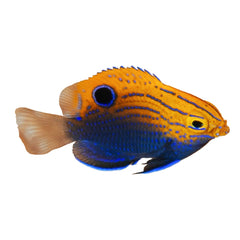 Ocellate Damselfish (Pomacentrus vaiuli)
