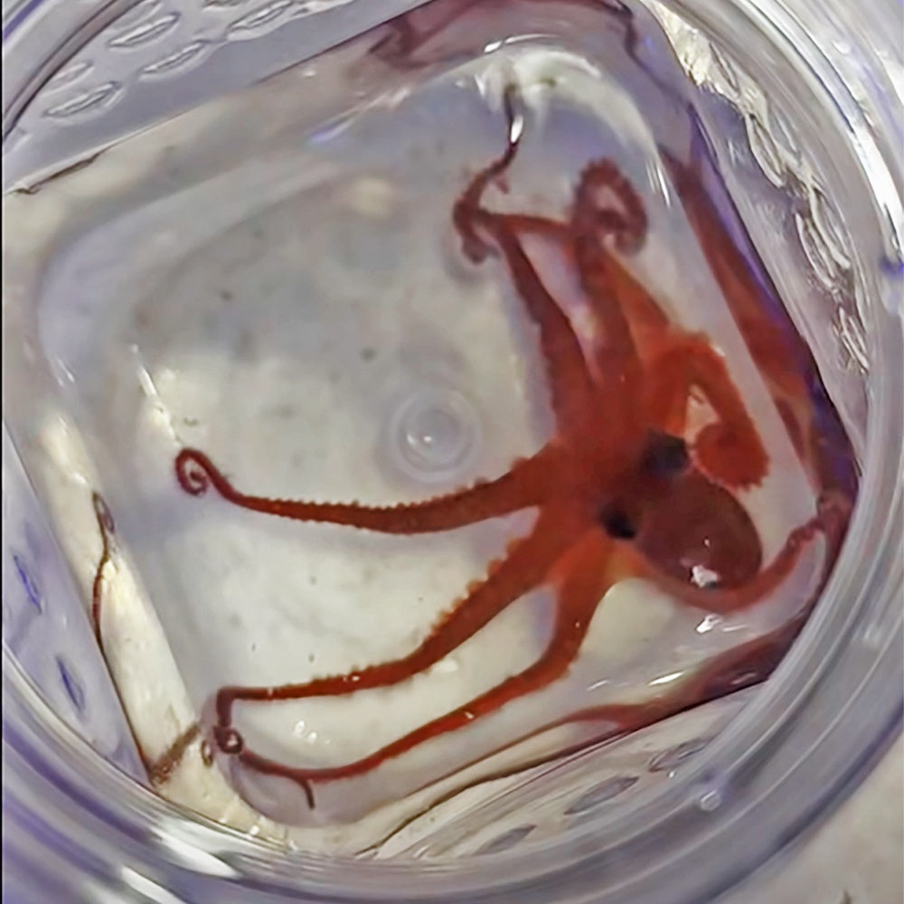 Octopus Red Spot Night