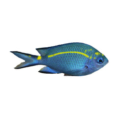 Orange Line Chromis (Acanthochromis Polyacanthus)