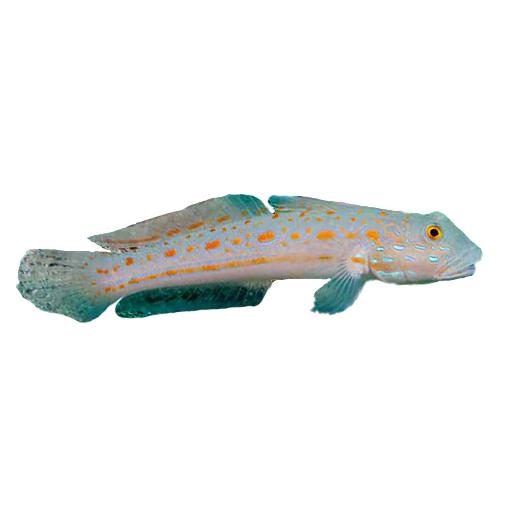 Orange Line Goby (Amblygobius Decussatus)