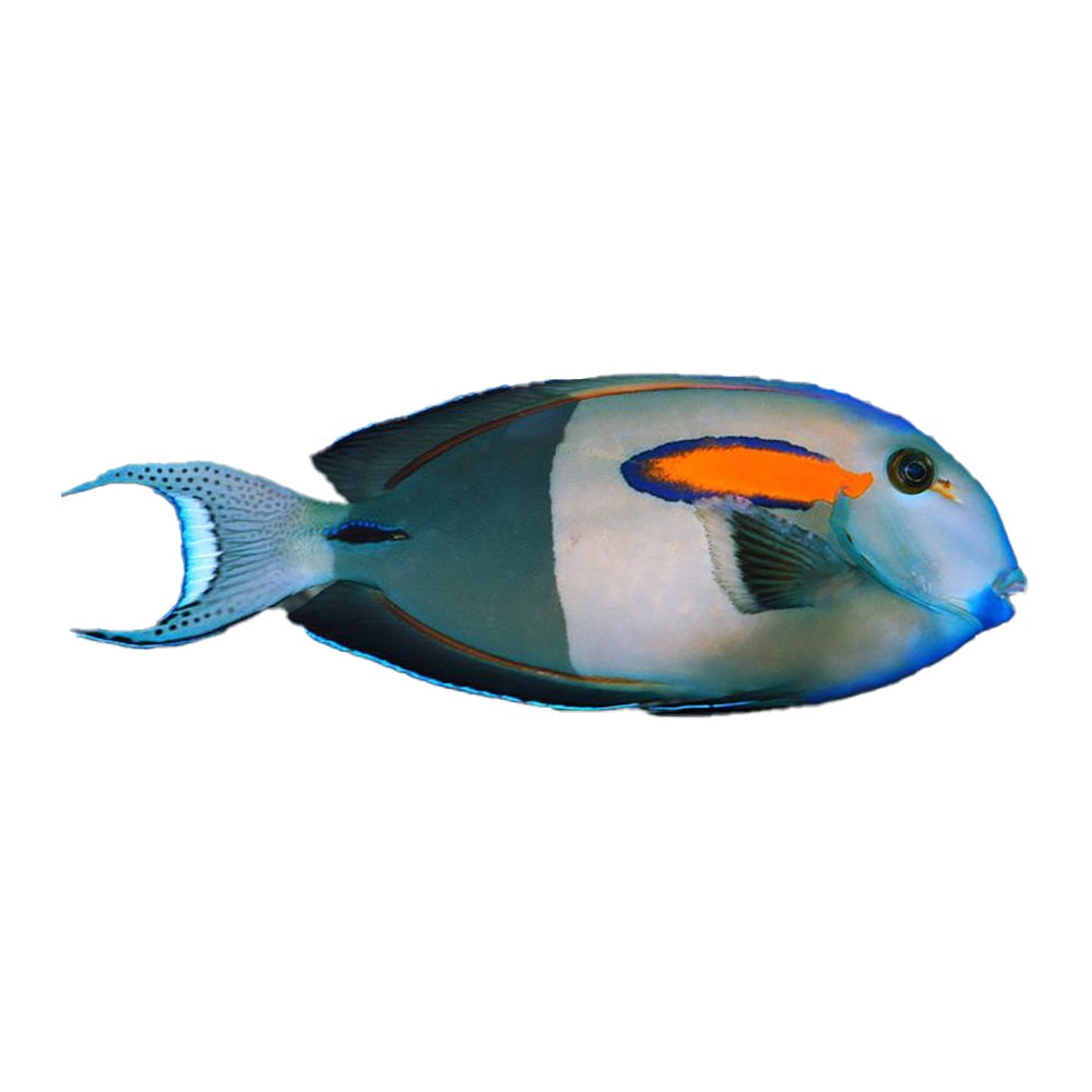 Orange Shoulder Tang (Acanthurus Olivaceus)