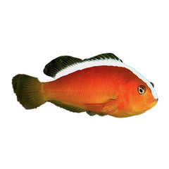 Orange Skunk Clownfish (Amphiprion Sandaracinos)