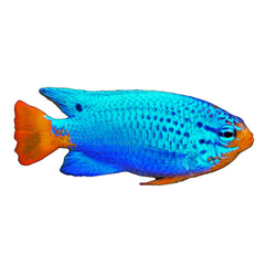 Orangetail Blue Damselfish (Chrysiptera cyanea)