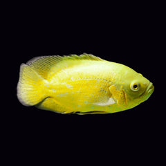 Oscar Lemon Yellow (Astronotus Ocellatus)