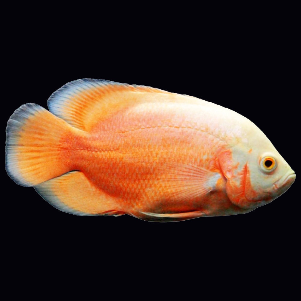 Oscar Red Albino (Astronotus Ocellatus)
