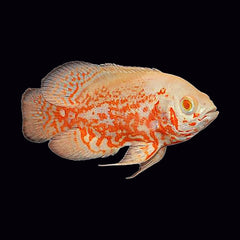 Oscar Red Tiger Albino (Astronotus Ocellatus)