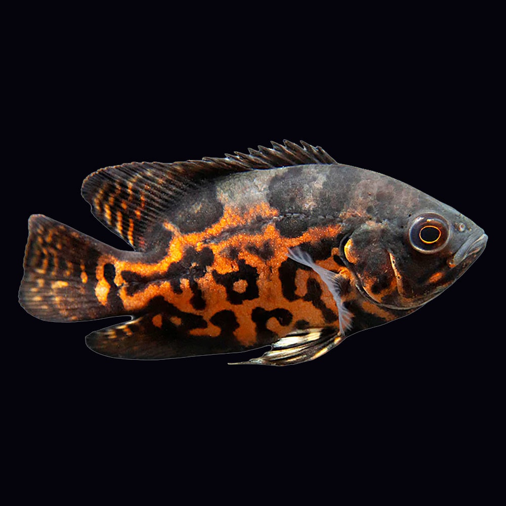 Oscar Red Tiger (Astronotus Ocellatus) – Aquaristic Online