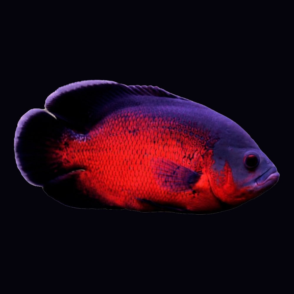 Oscar Red (Astronotus Ocellatus)