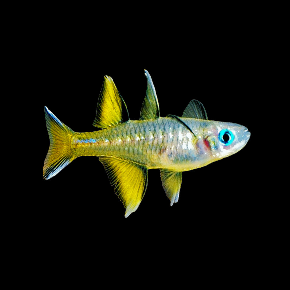 Rainbow Fish Pacific Blue Eyes (Pseudomugil Signifer)