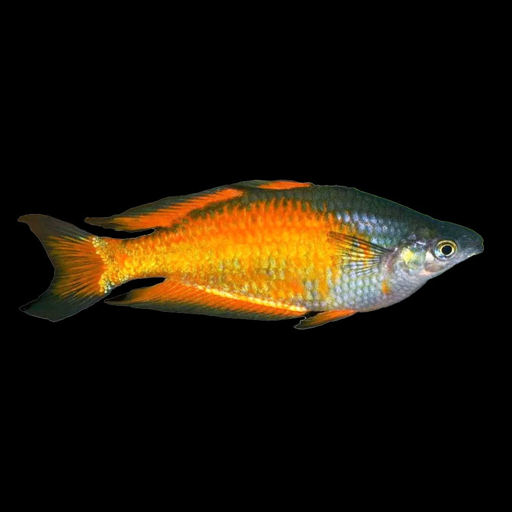Rainbow Fish Parikinsoni (Melanotaenia Parkinsoni)