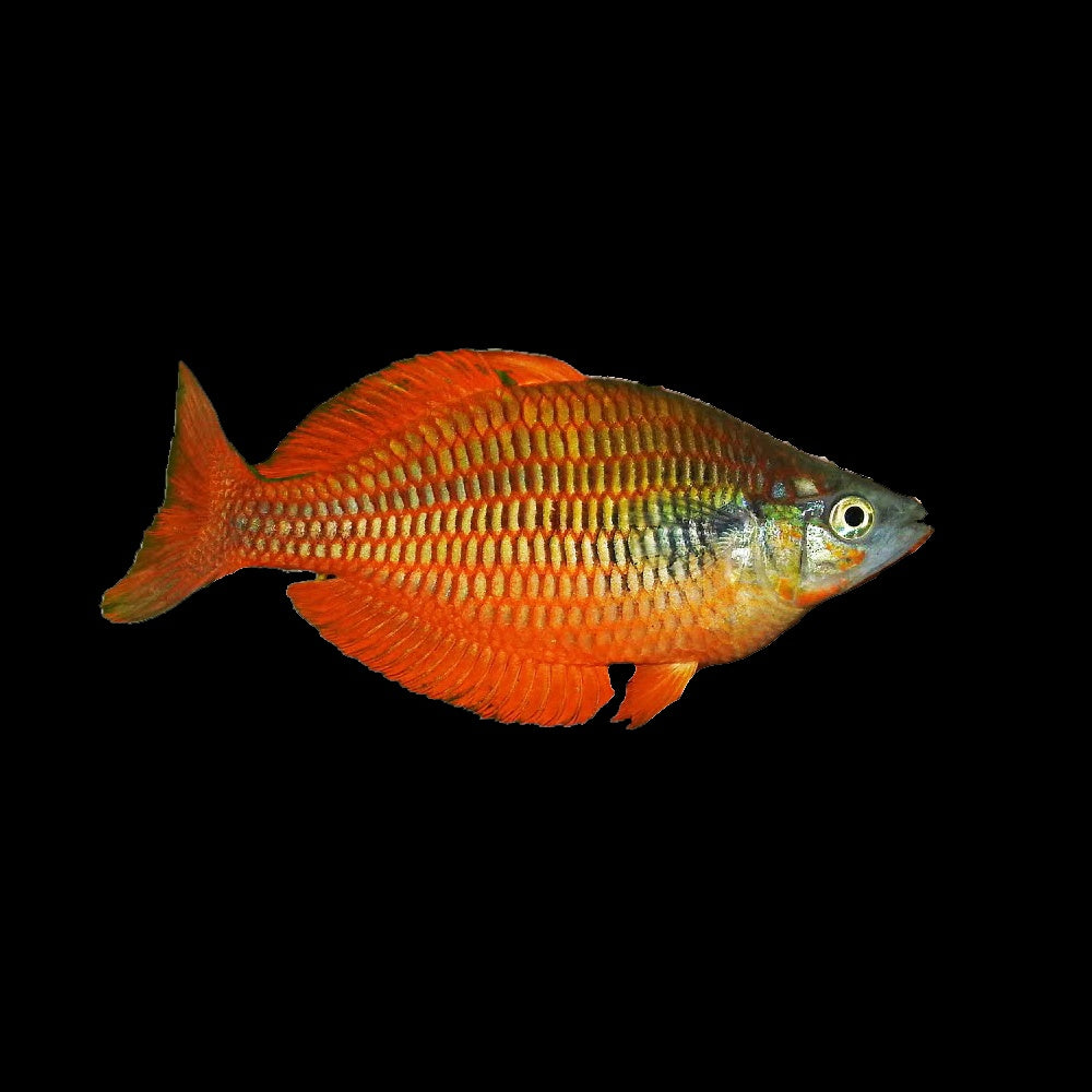 Rainbow Fish Lake Kurumoi (Melanotaenia Parva)