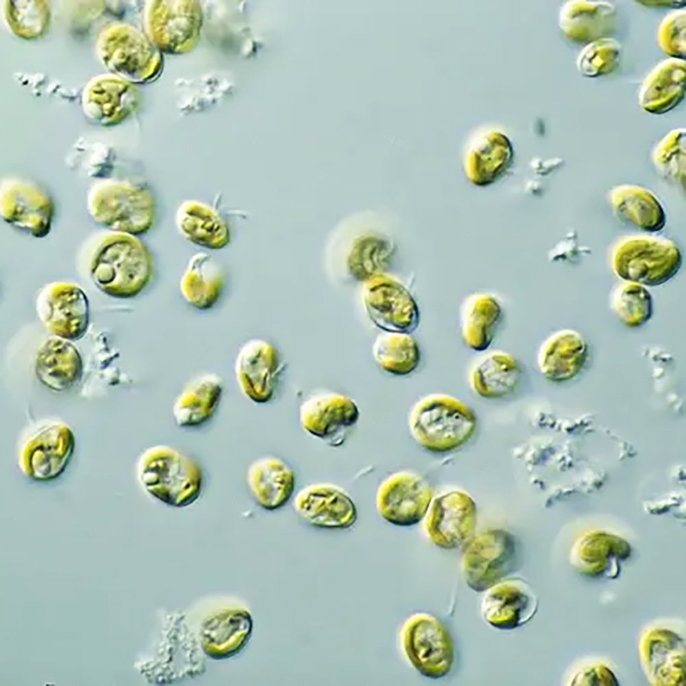 Live Phytoplankton - Pavlova