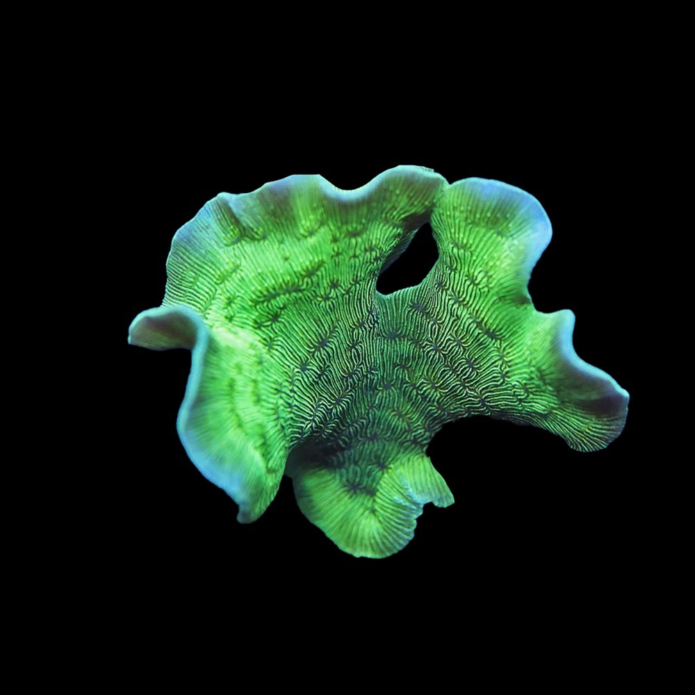 Pavona Catus