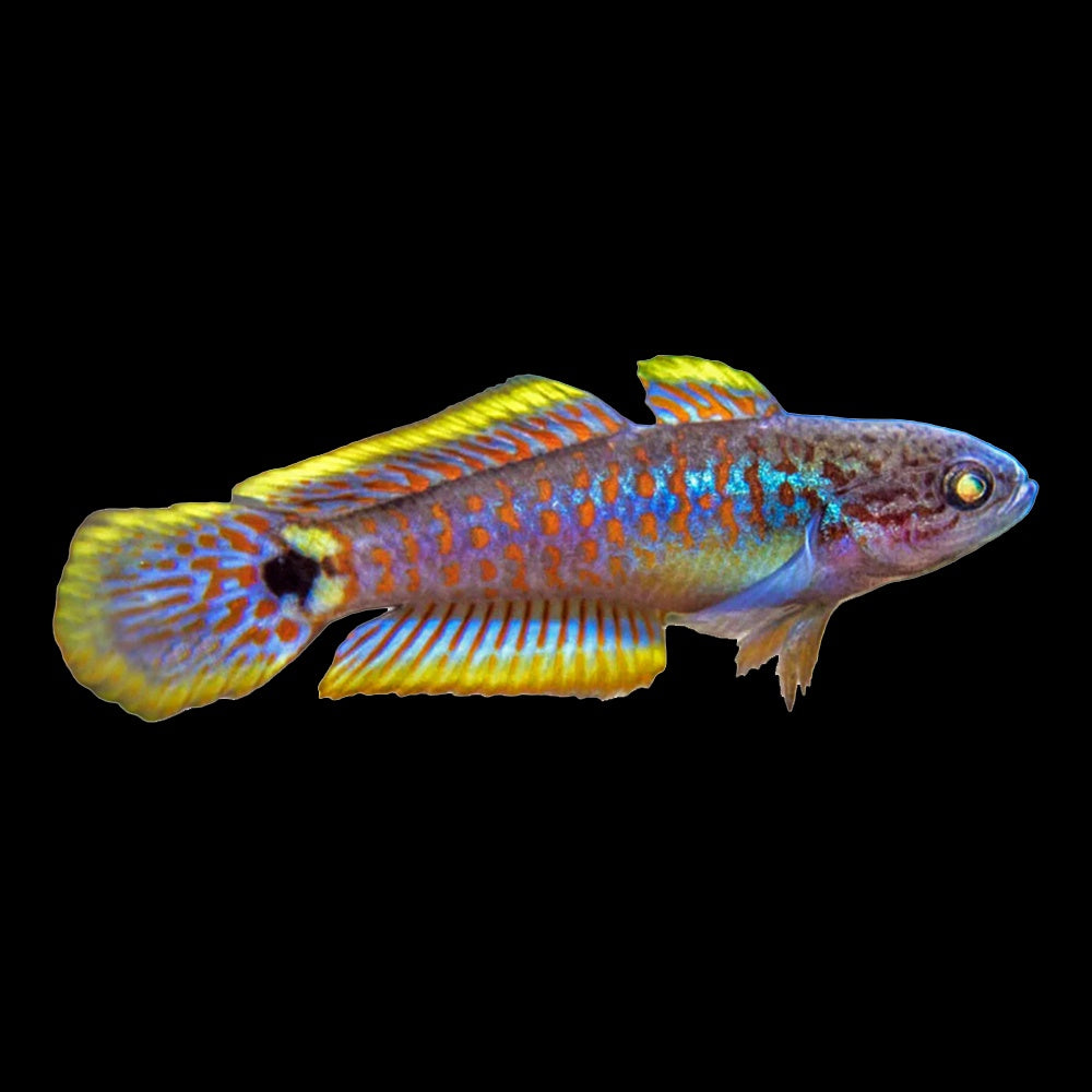 Peacock Gudgeon (Tateurndina Ocellicauda)