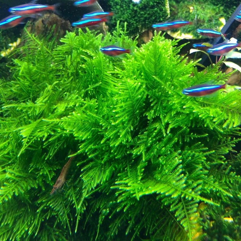 Peacock Moss - Taxiphyllum Sp.