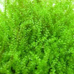 Pearl Moss - Plagiomnium Affine