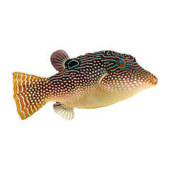 Pearl Toby Pufferfish (Canthigaster Margaritata)