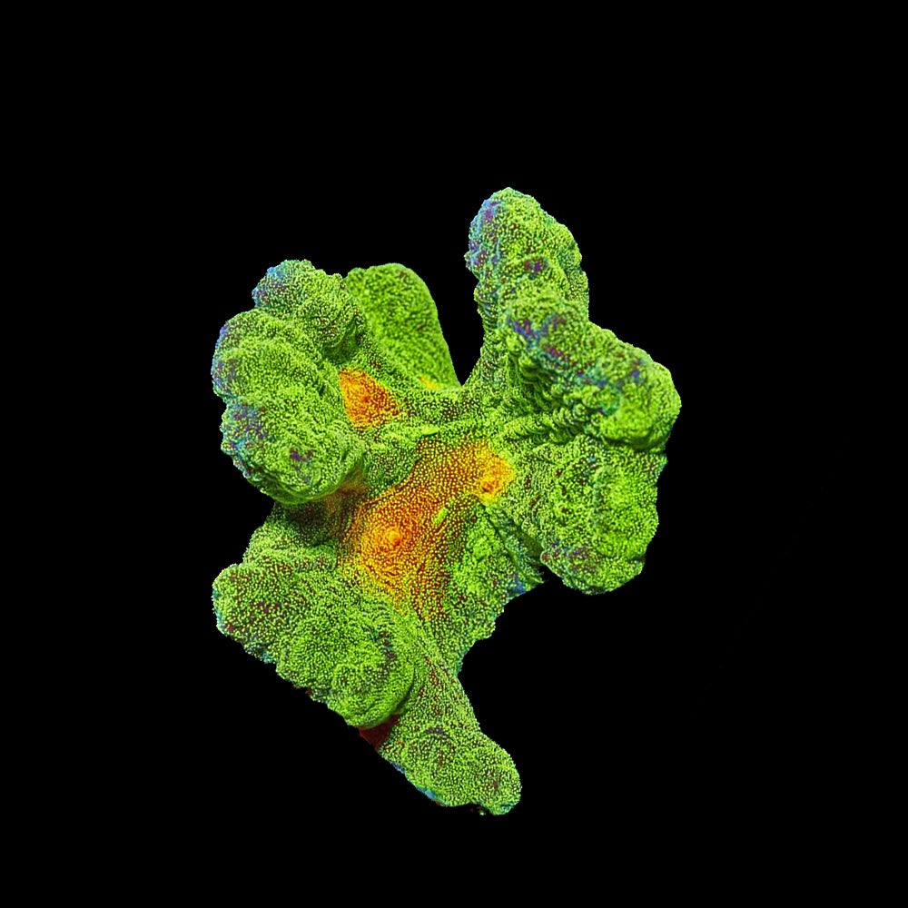 Pectinia Space Invader