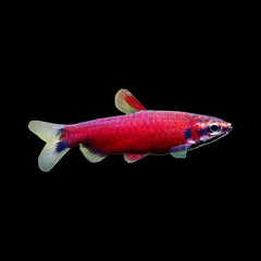 Pencilfish Super Red (Nannostomus Sp. Amaya)