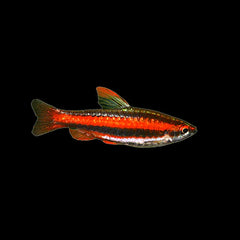 Pencilfish Coral Red (Nannostomus Mortenthaleri)