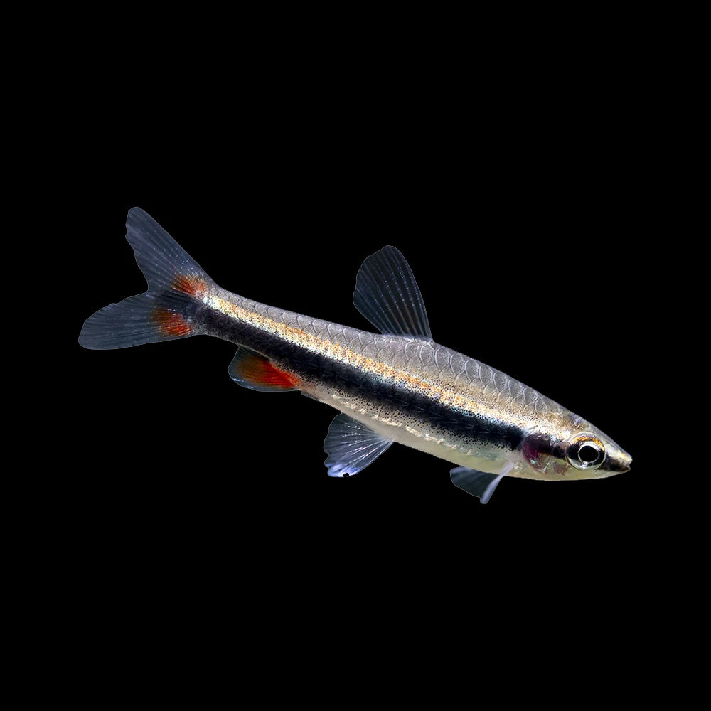 Pencilfish Golden (Nannostomus Beckfordi)