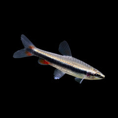 Pencilfish Golden (Nannostomus Beckfordi)