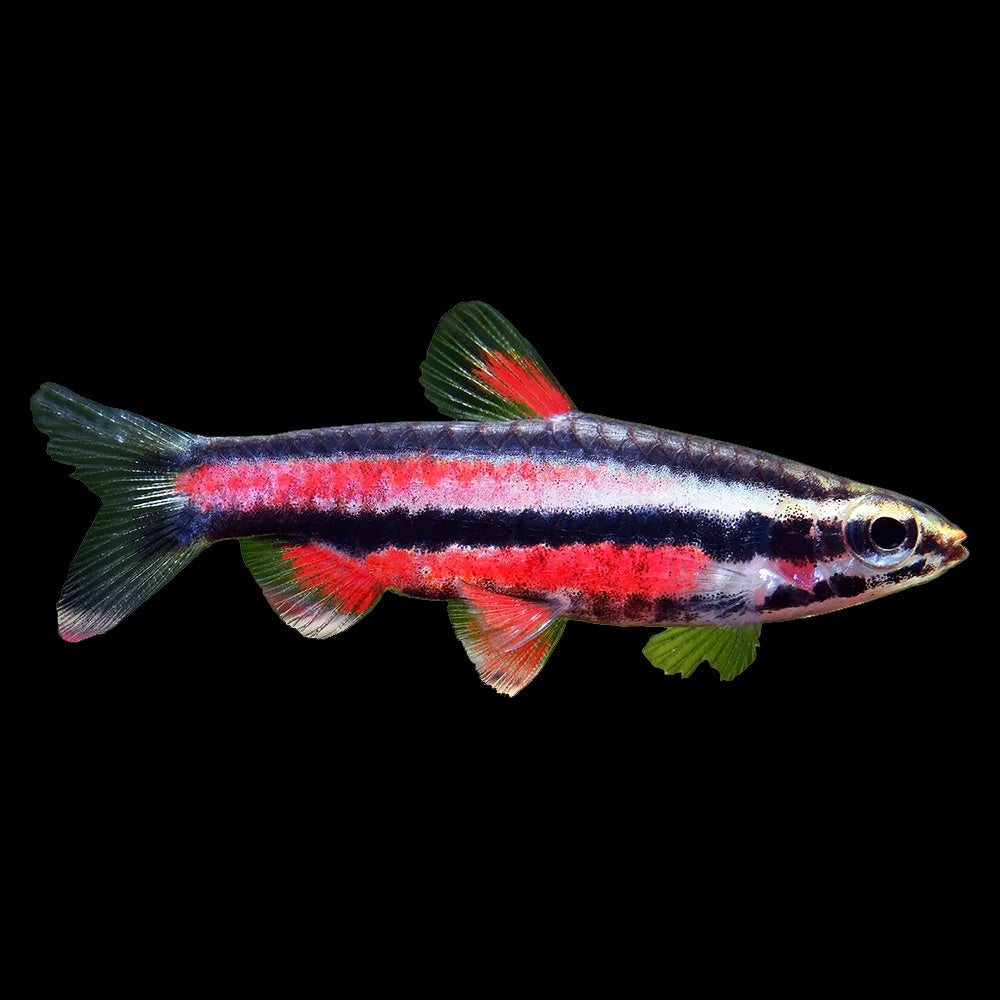 Pencilfish Purple (Nannostomus Rubrocaudatus)