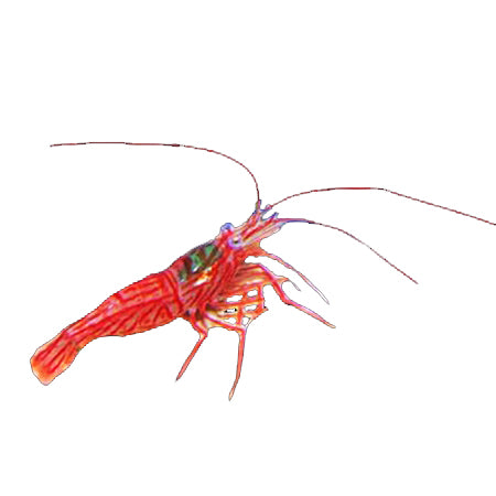 Peppermint Shrimp (Lysmata Vittata)
