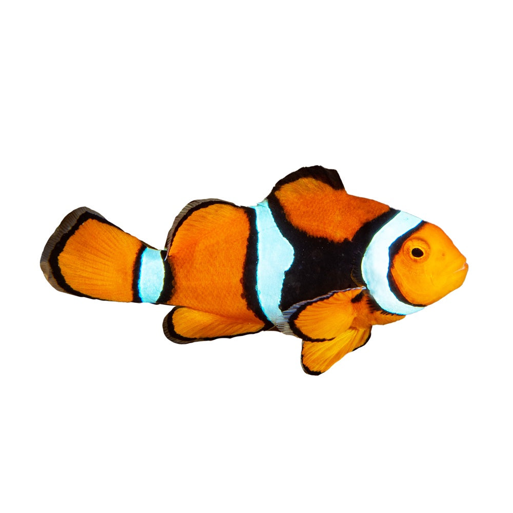 Percula Clownfish Pair (Amphiprion Percula)