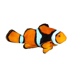 Percula Clownfish (Amphiprion Percula)