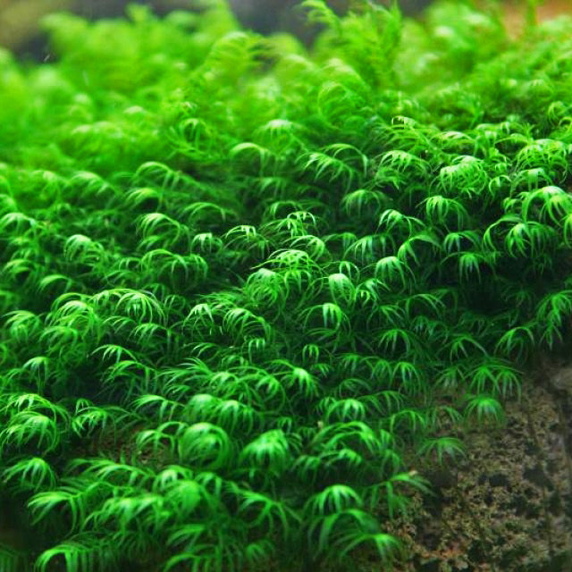 Phoenix Moss / US Fissidens - Fissidens Fontanus