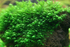 Phoneix Moss / US Fissidens - Fissidens Fontanus