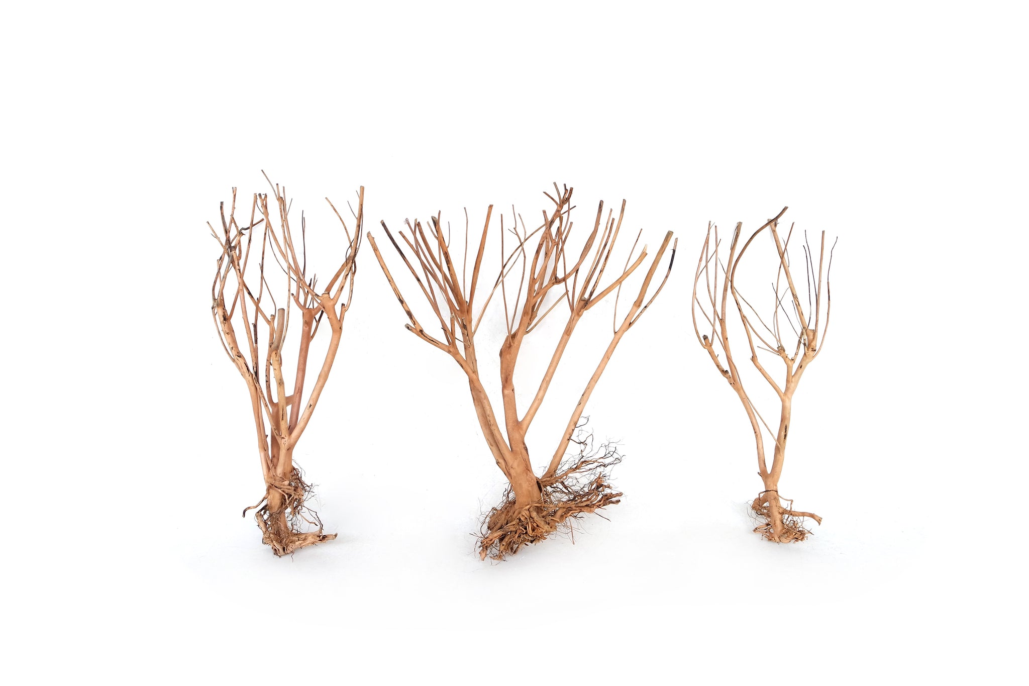 Wyld Photinia Wood M
