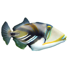 Picasso Trigger (Rhinecanthus Aculeatus)