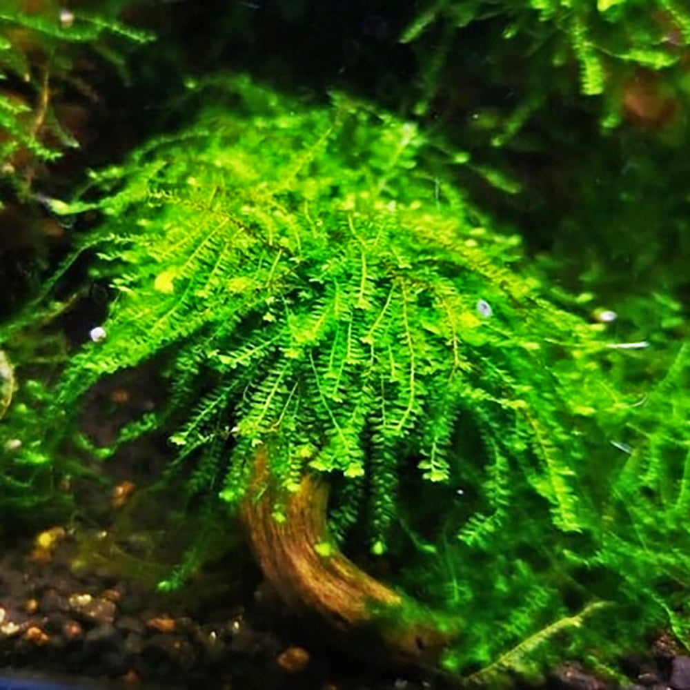 Pilo Moss - Pilotrichaceae Sp. (5x5cm)