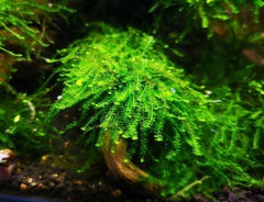 Pilo Moss - Pilotrichaceae Sp. (5x5cm)