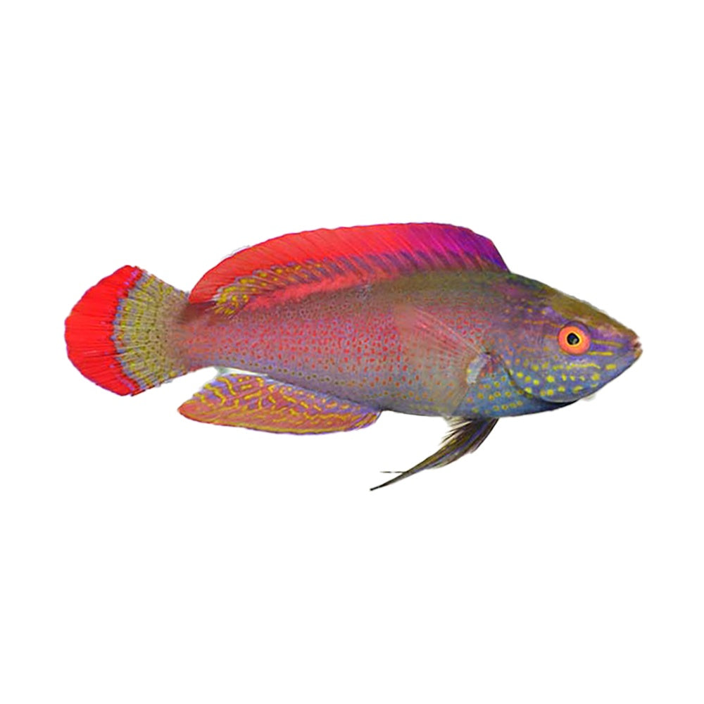 Pink Margin Fairy Wrasse (Cirrhilabrus Rubrimarginatus)