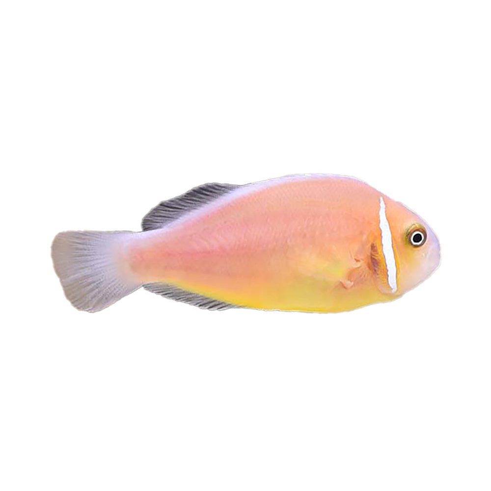 Pink Skunk Clownfish (Amphiprion Perideraion) - Available 4 June