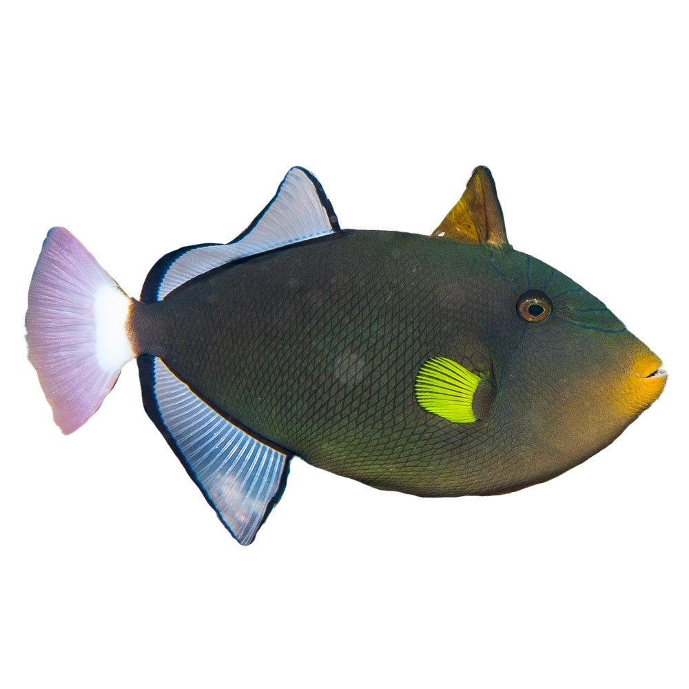 Pinktail Trigger (Melichthys Vidua)