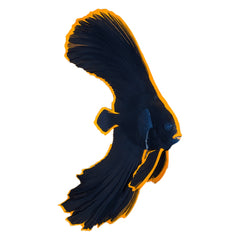 Clown Trigger (Balistoides Conspicillum)