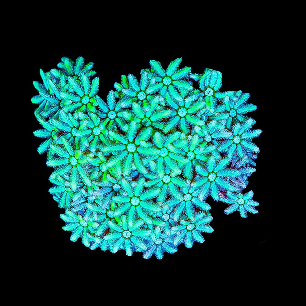 Pipe Organ Lime (Tubipora)